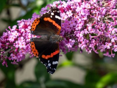 Haal vlinders en libellen naar je tuin