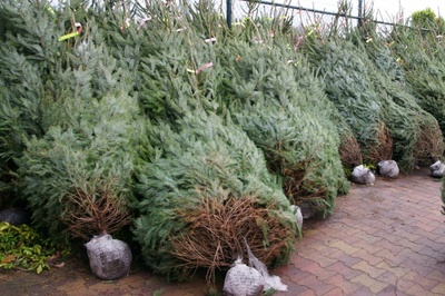 Top 5 kerstbomen en verzorgingstips