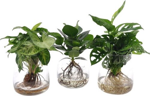 Arrangementen voor in huis