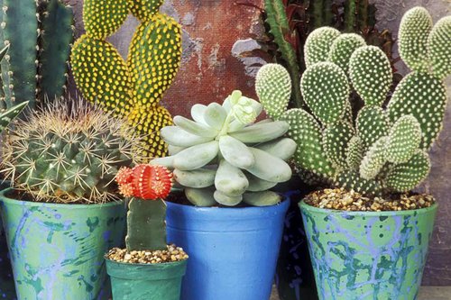 Cactussen en vetplanten