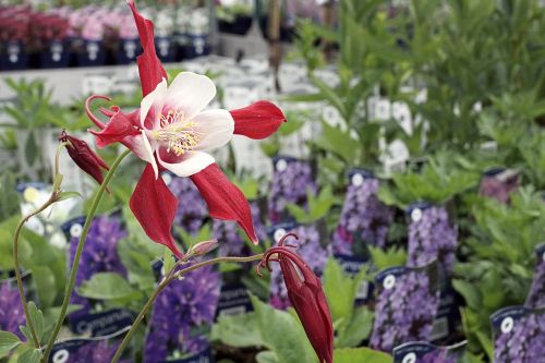 Tuinplanten Den Helder