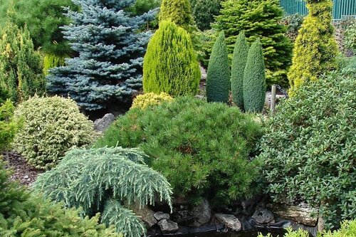 Bomen, heesters en coniferen