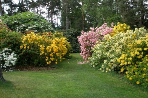 Bomen, heesters en coniferen