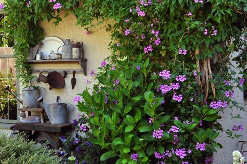 Rozen en klimplanten