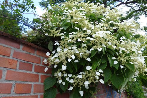 Rozen en klimplanten