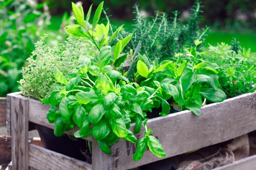 Kruiden en groenteplanten