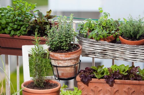 Kruiden en groentenplanten in Den Helder