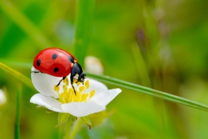 Bestrijdingsmiddelen insecten in Den Helder