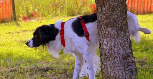 Katten en honden bestrijdingsmiddelen kopen