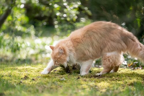 Honden en katten