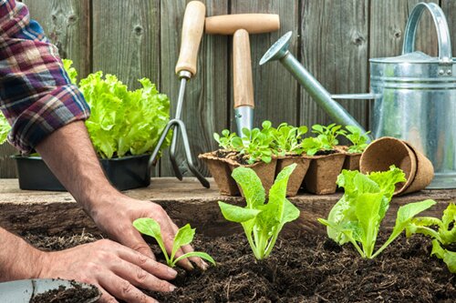 Kruiden en groenteplanten