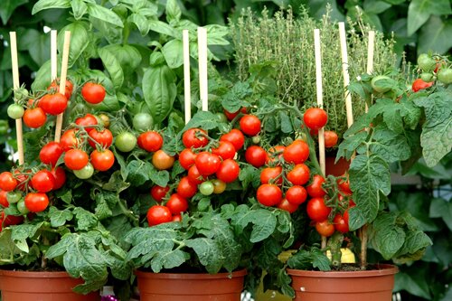 Kruiden en groenteplanten