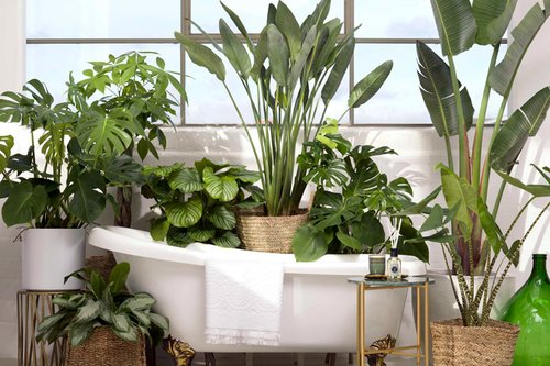 Luchtzuiverende planten