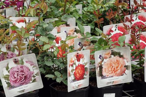 Rozen en klimplanten