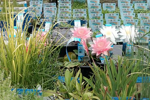 Waterplanten in Den Helder